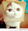 Funny-Cat-Faces-Tumblr-6.jpg
