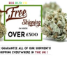 Buy Marijuana Online UK